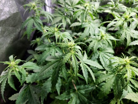 If the grow light is too close to the plant, some strains will respond with droopy colas (though lower leaves further from the light won't be droopy) If the grow light is too close to the plant, some strains will respond with droopy colas (though lower leaves further from the light won't be droopy)
