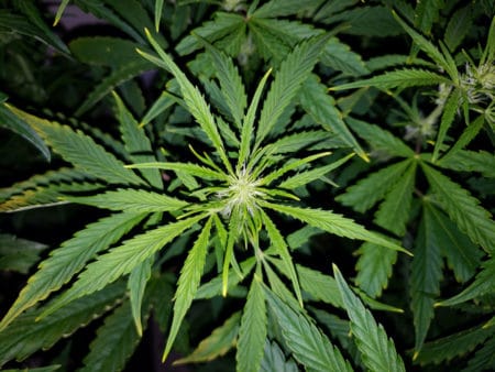 Light stress or light burn cause cause the edges of cannabis leaves to turn up and tips to turn yellow Light stress or light burn cause cause the edges of cannabis leaves to turn up and tips to turn yellow