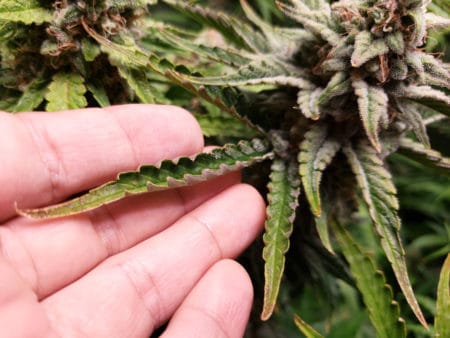 These leaves are so light stressed that the edges have turned up and the leaves have become crispy These leaves are so light stressed that the edges have turned up and the leaves have become crispy