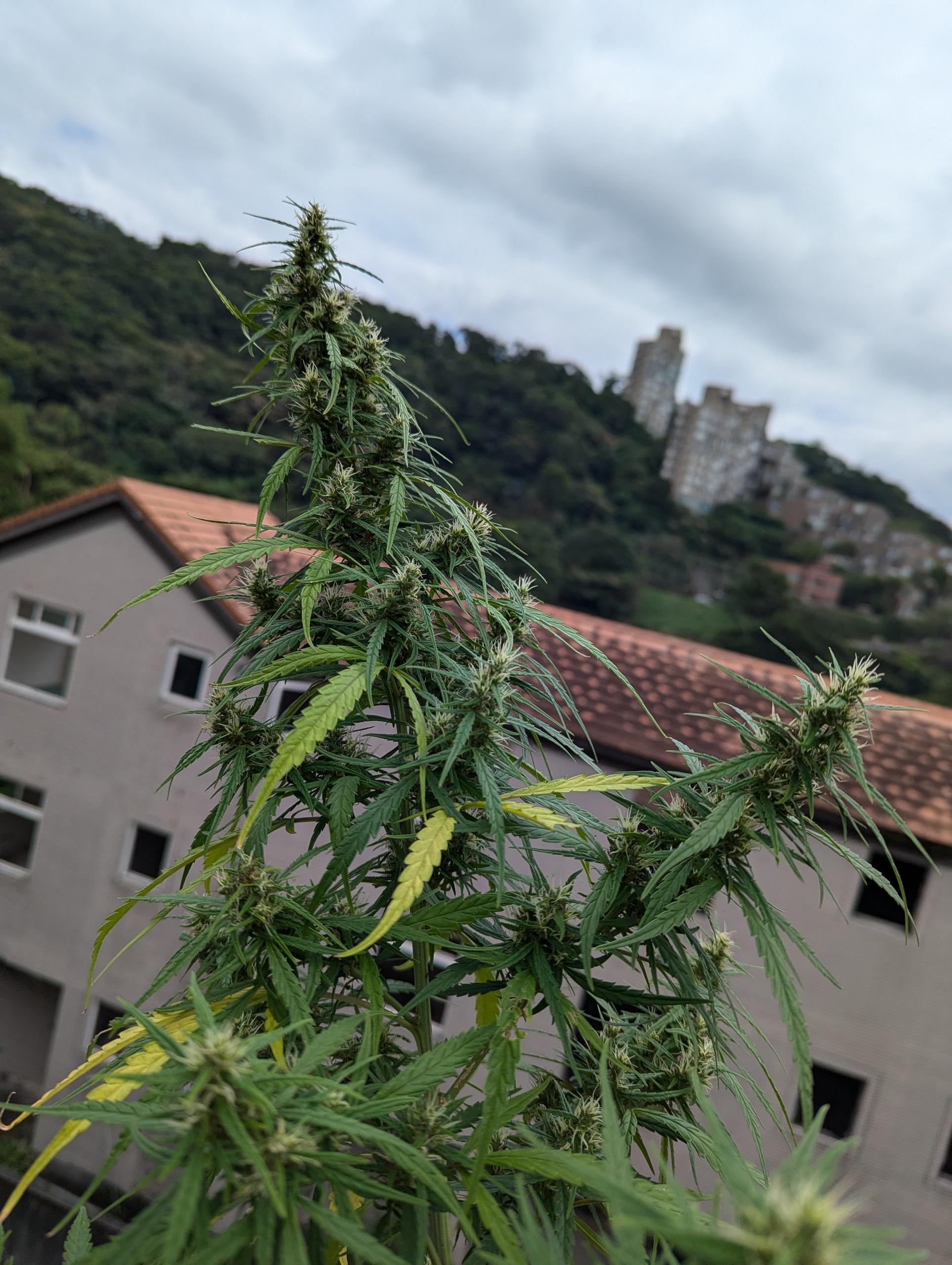 PXL_20241010_052225970.jpg PXL_20241010_052225970.jpg