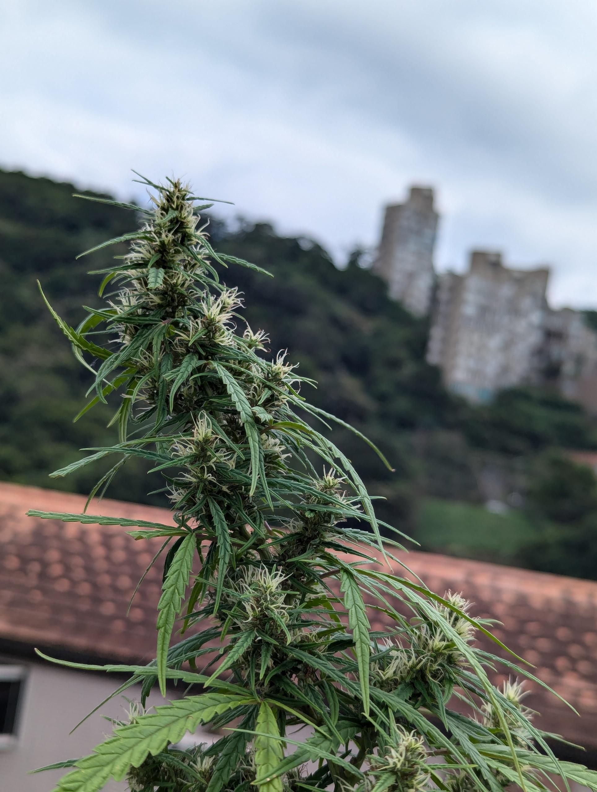 PXL_20241010_052243855.jpg PXL_20241010_052243855.jpg