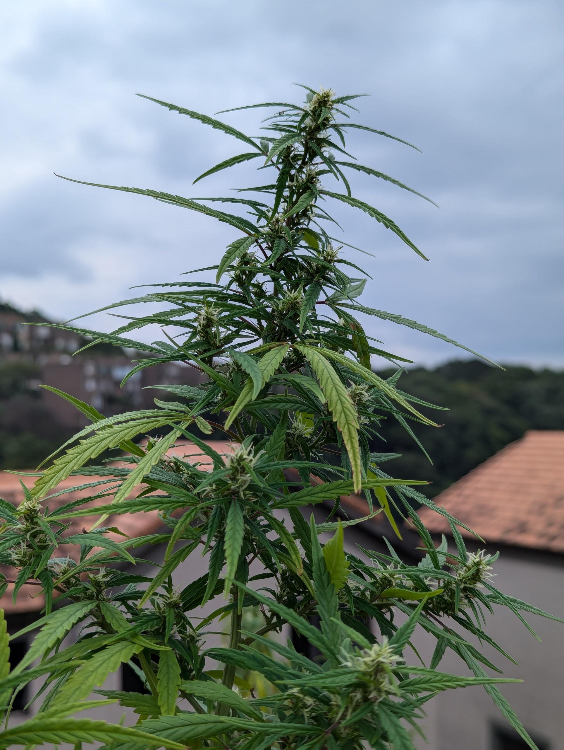 PXL_20241010_052252045.jpg PXL_20241010_052252045.jpg