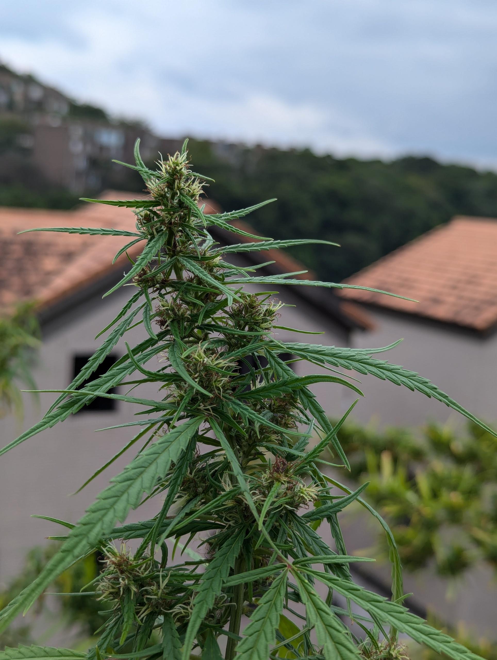 PXL_20241010_052301601.jpg PXL_20241010_052301601.jpg