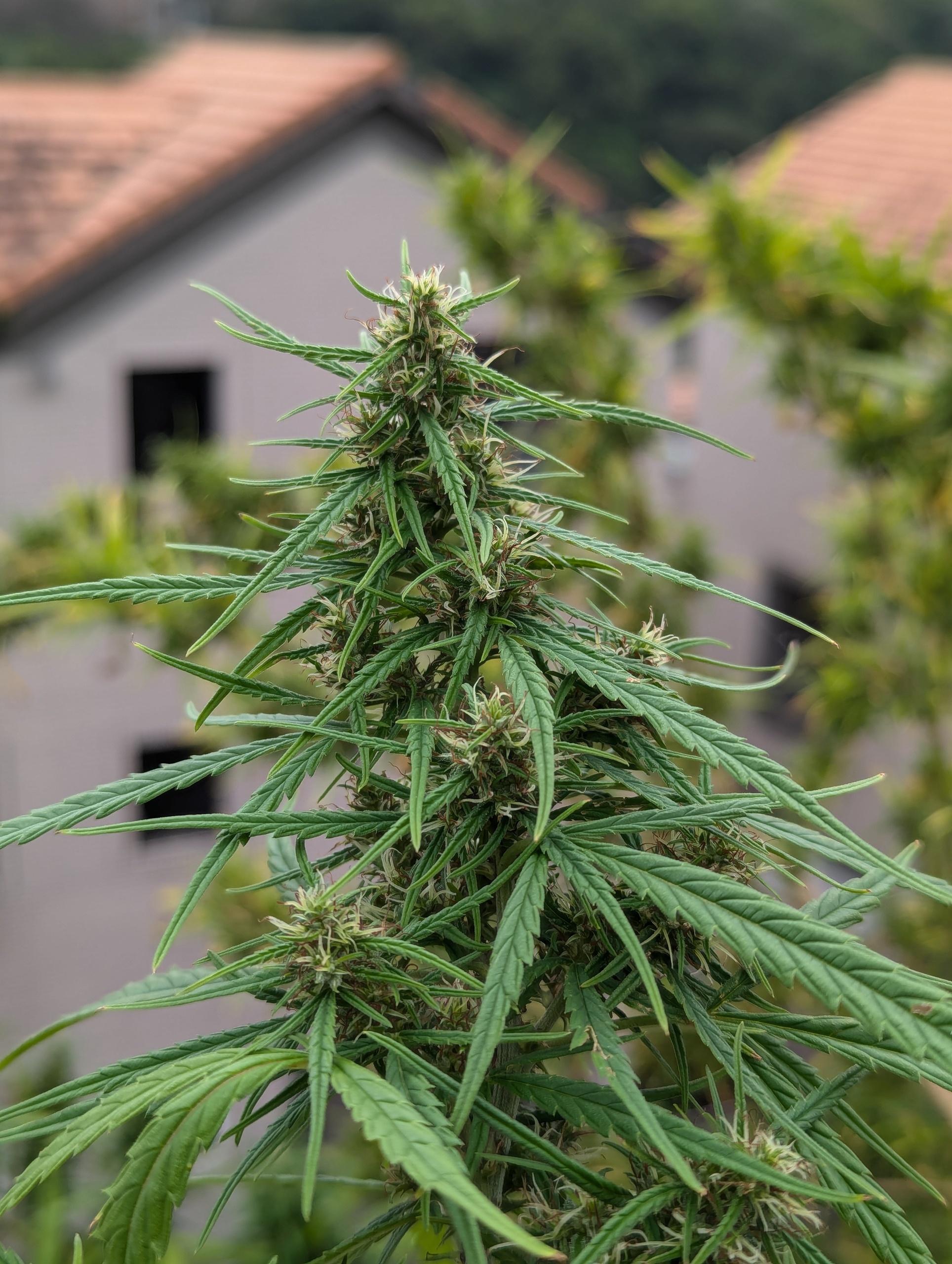 PXL_20241010_052307190.jpg PXL_20241010_052307190.jpg