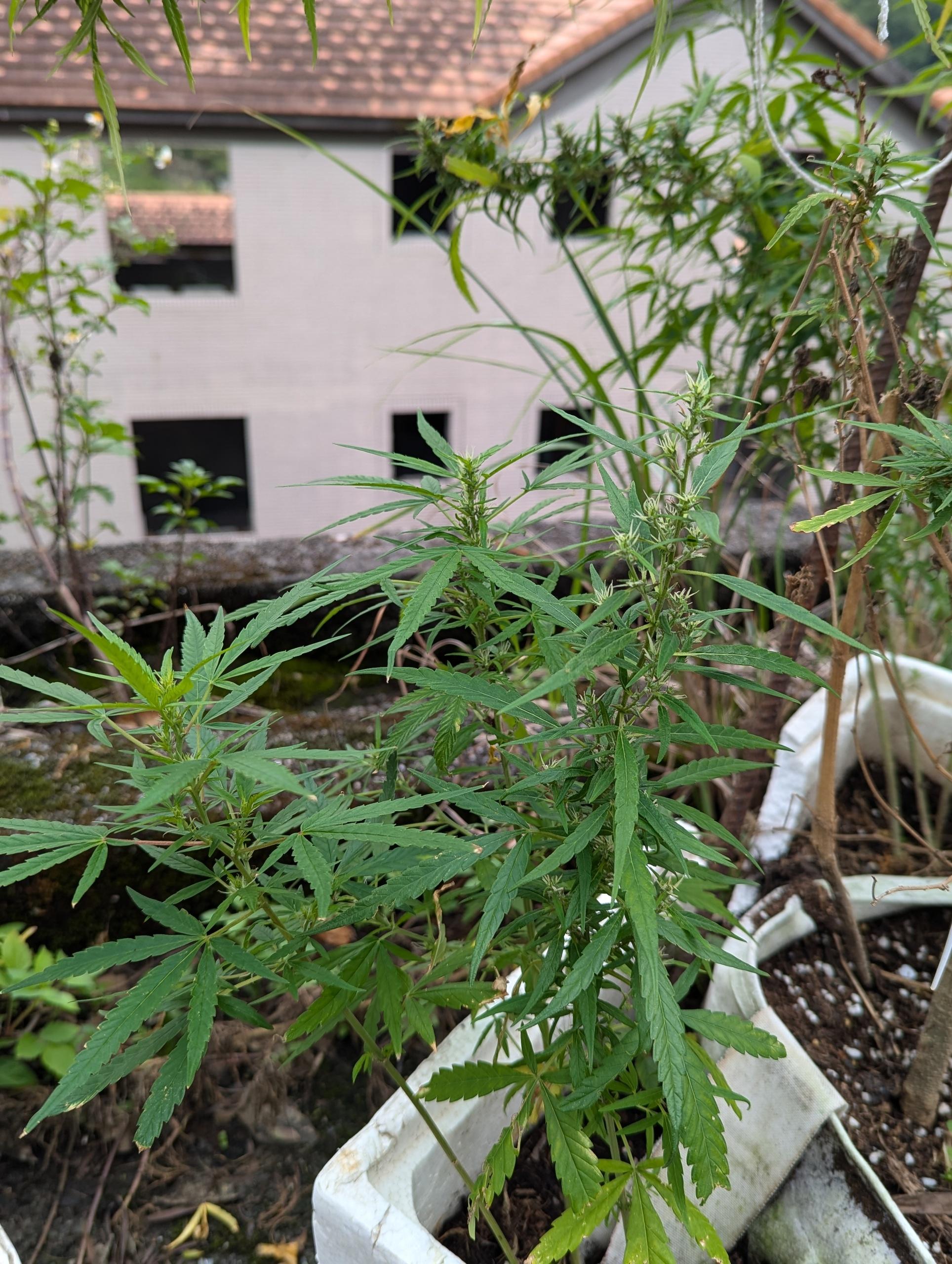 PXL_20241010_052439689.jpg PXL_20241010_052439689.jpg