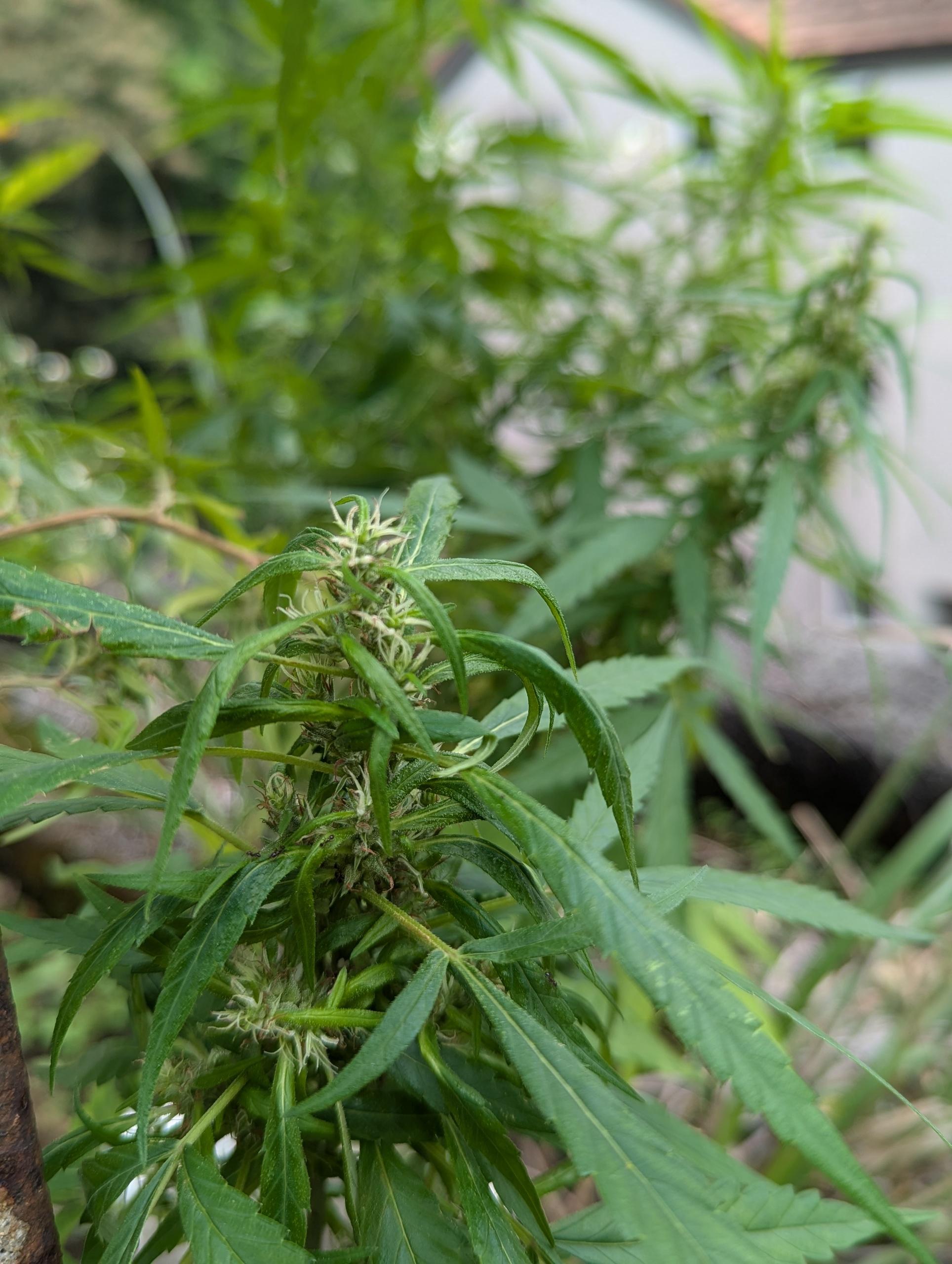 PXL_20241010_052458125.jpg PXL_20241010_052458125.jpg