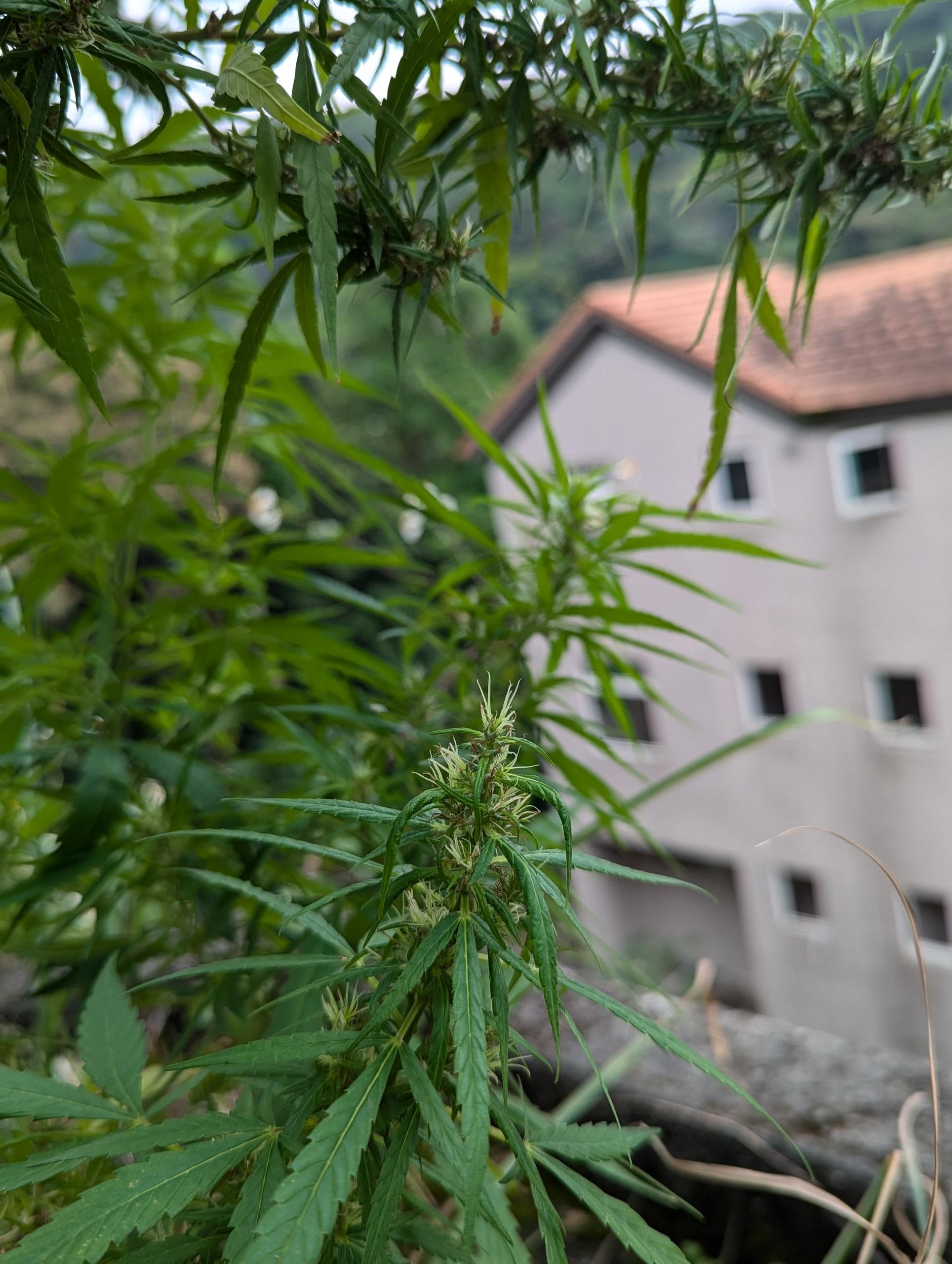 PXL_20241010_052503689.jpg PXL_20241010_052503689.jpg