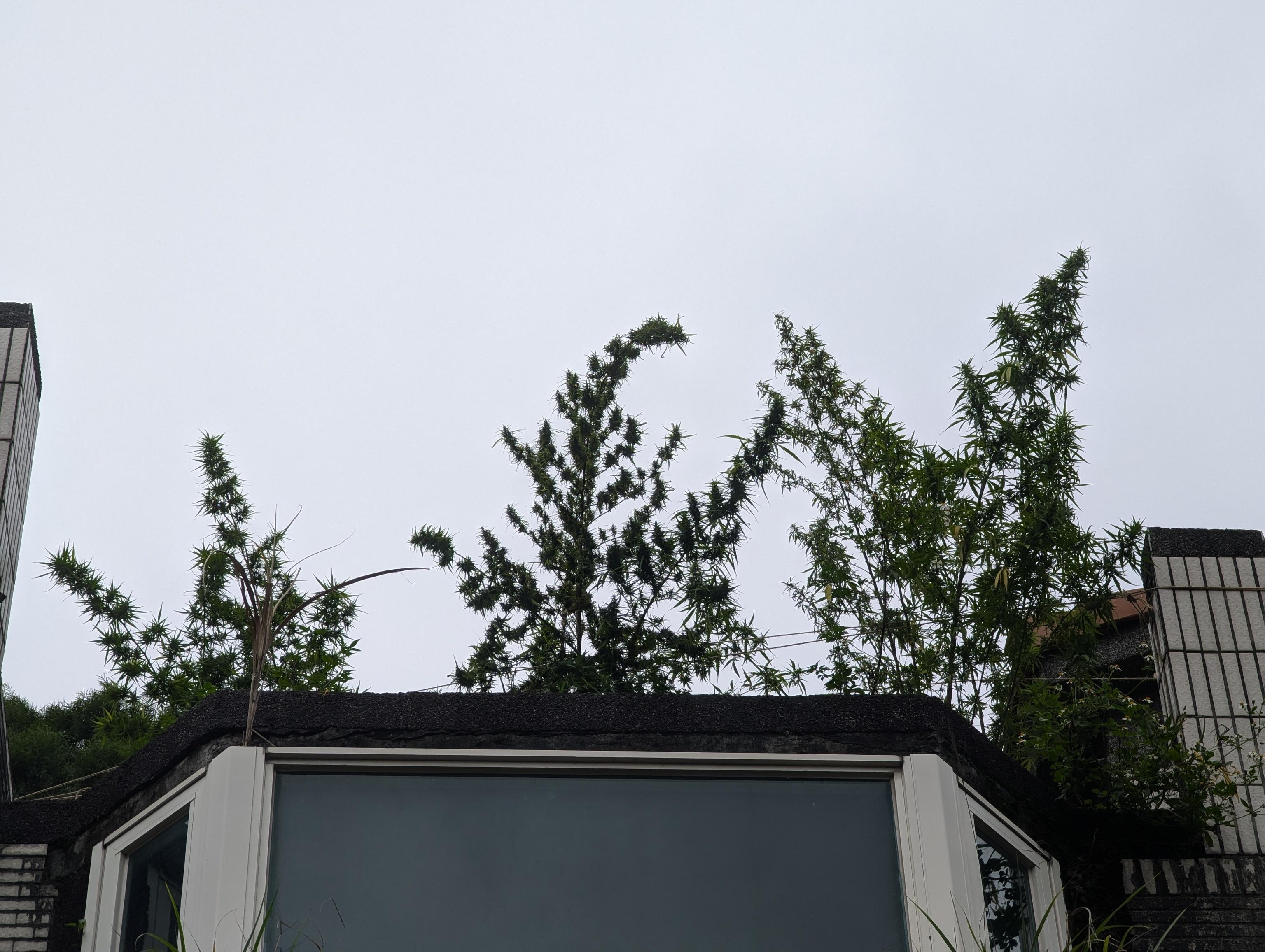 PXL_20241010_053532414.jpg PXL_20241010_053532414.jpg