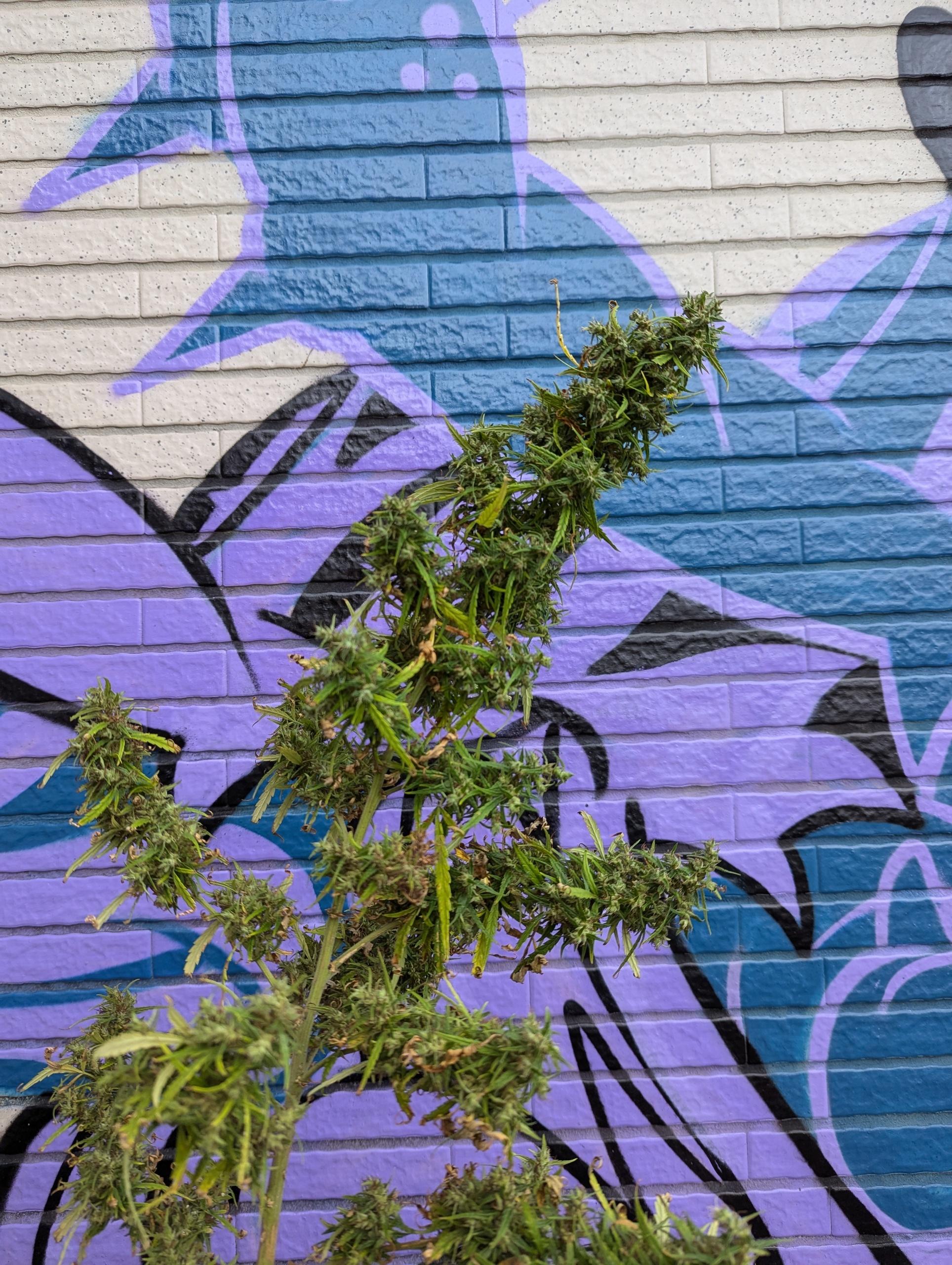 PXL_20241121_010030852.jpg PXL_20241121_010030852.jpg