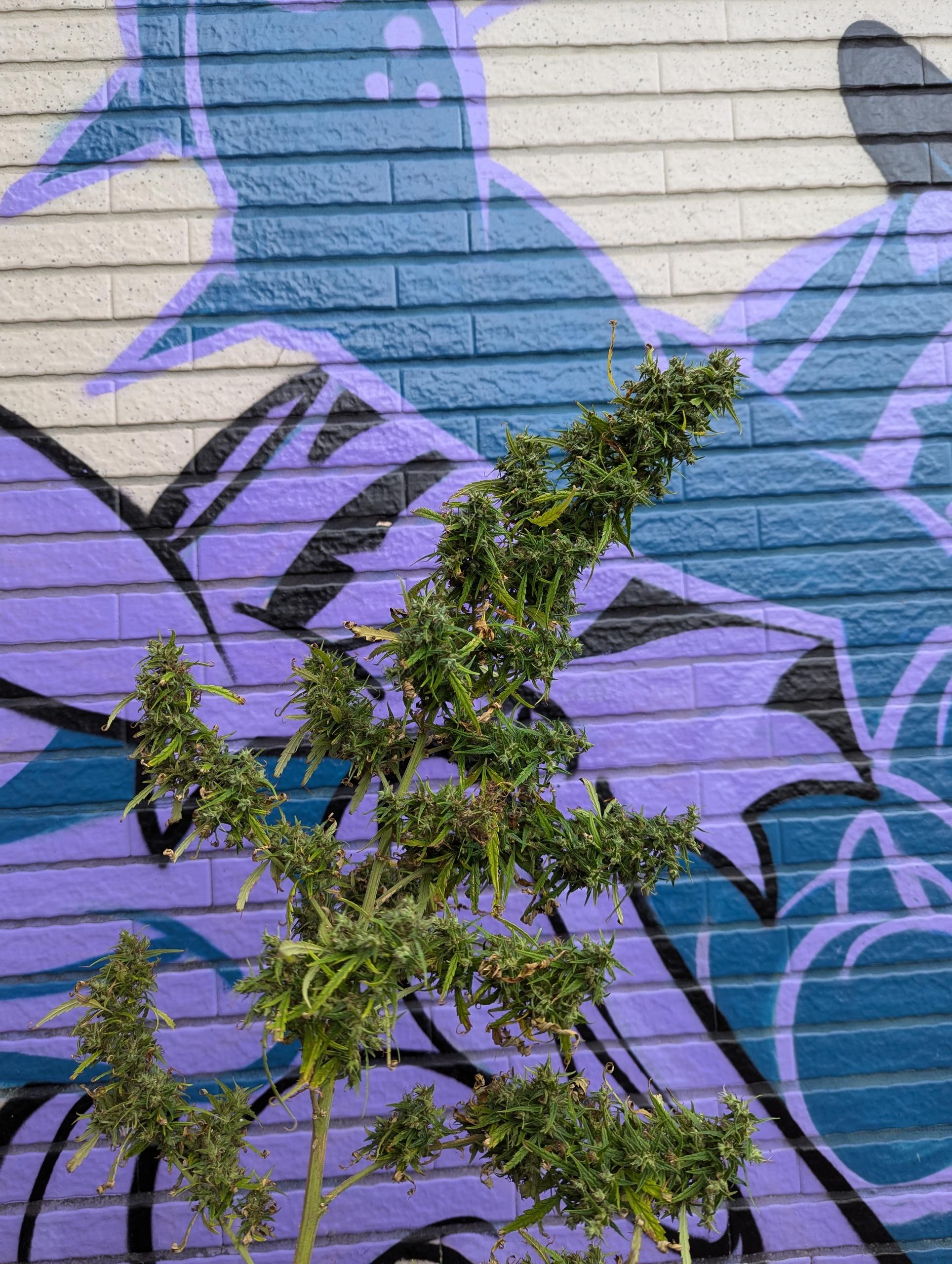 PXL_20241121_010044309.jpg PXL_20241121_010044309.jpg