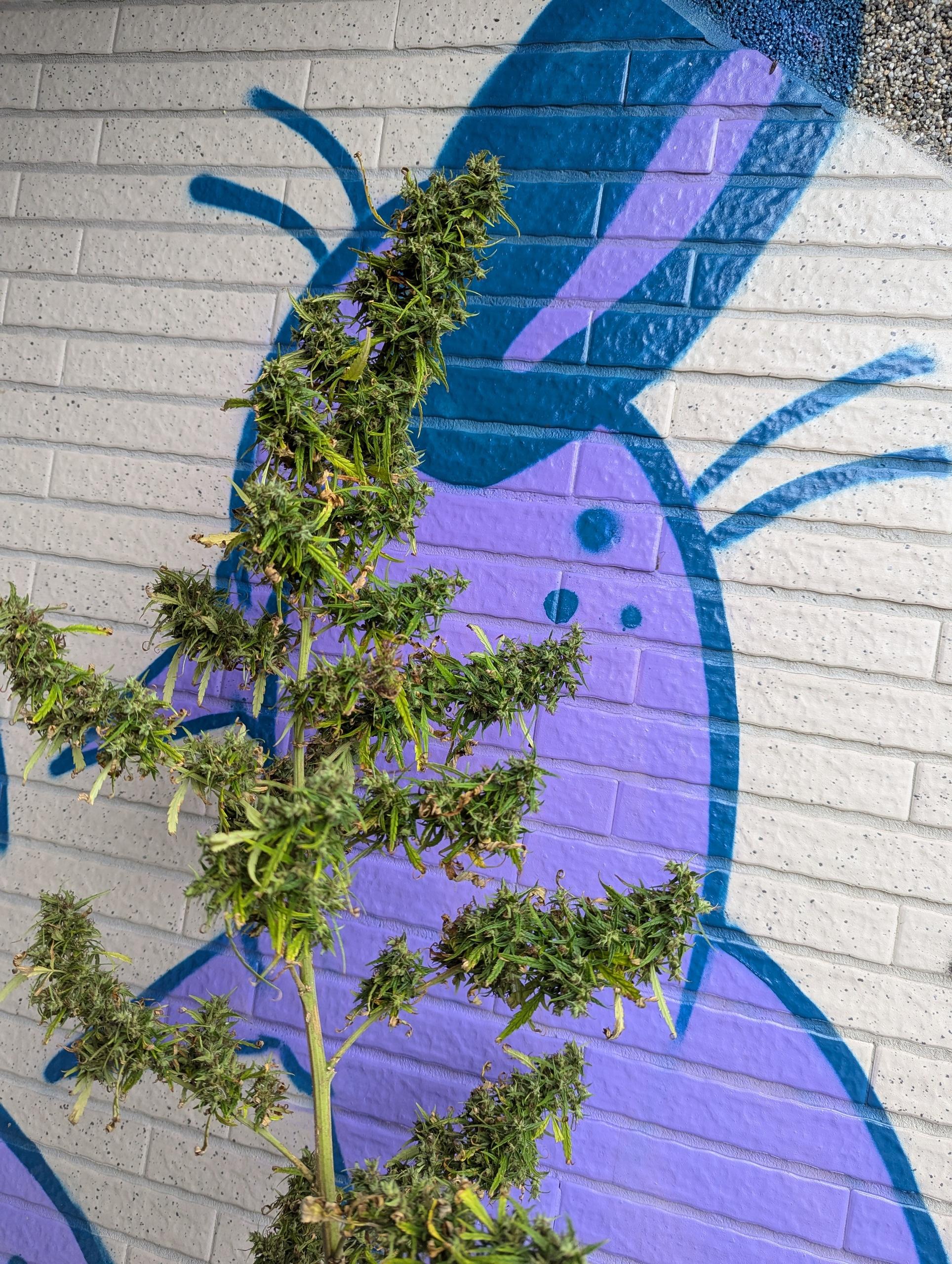 PXL_20241121_010055011.jpg PXL_20241121_010055011.jpg