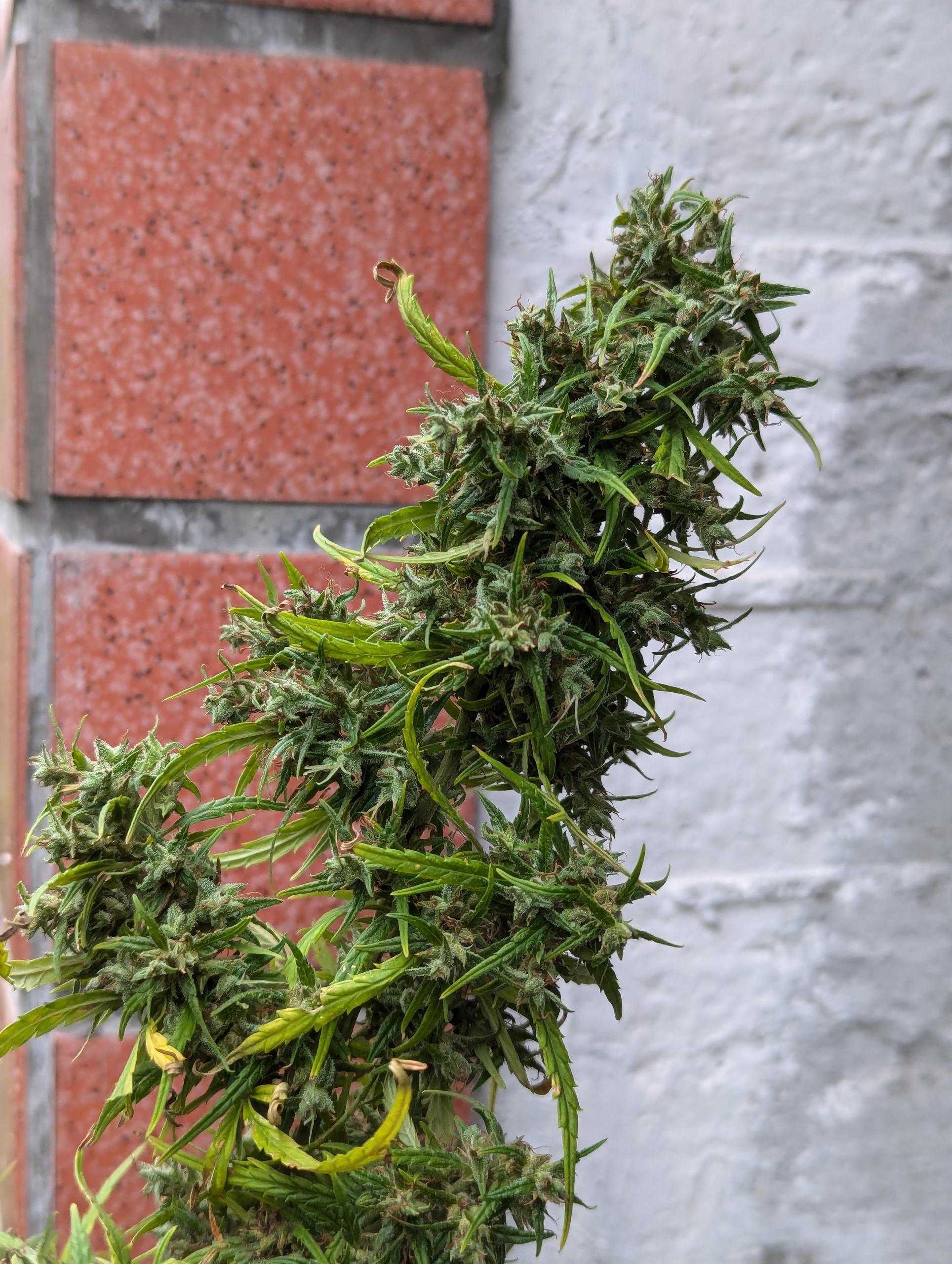 PXL_20241121_010421911.jpg PXL_20241121_010421911.jpg