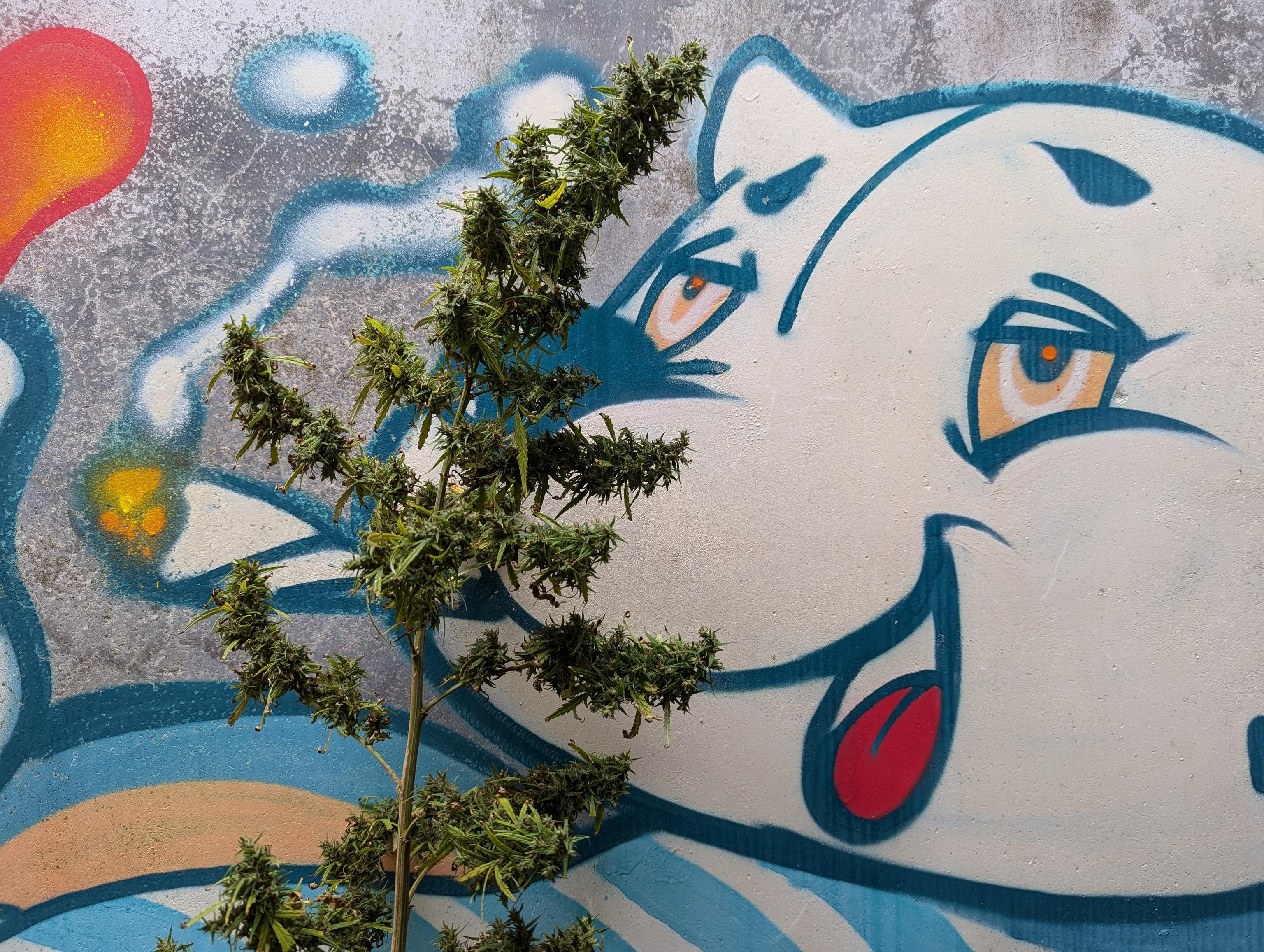 PXL_20241121_010446657.jpg PXL_20241121_010446657.jpg