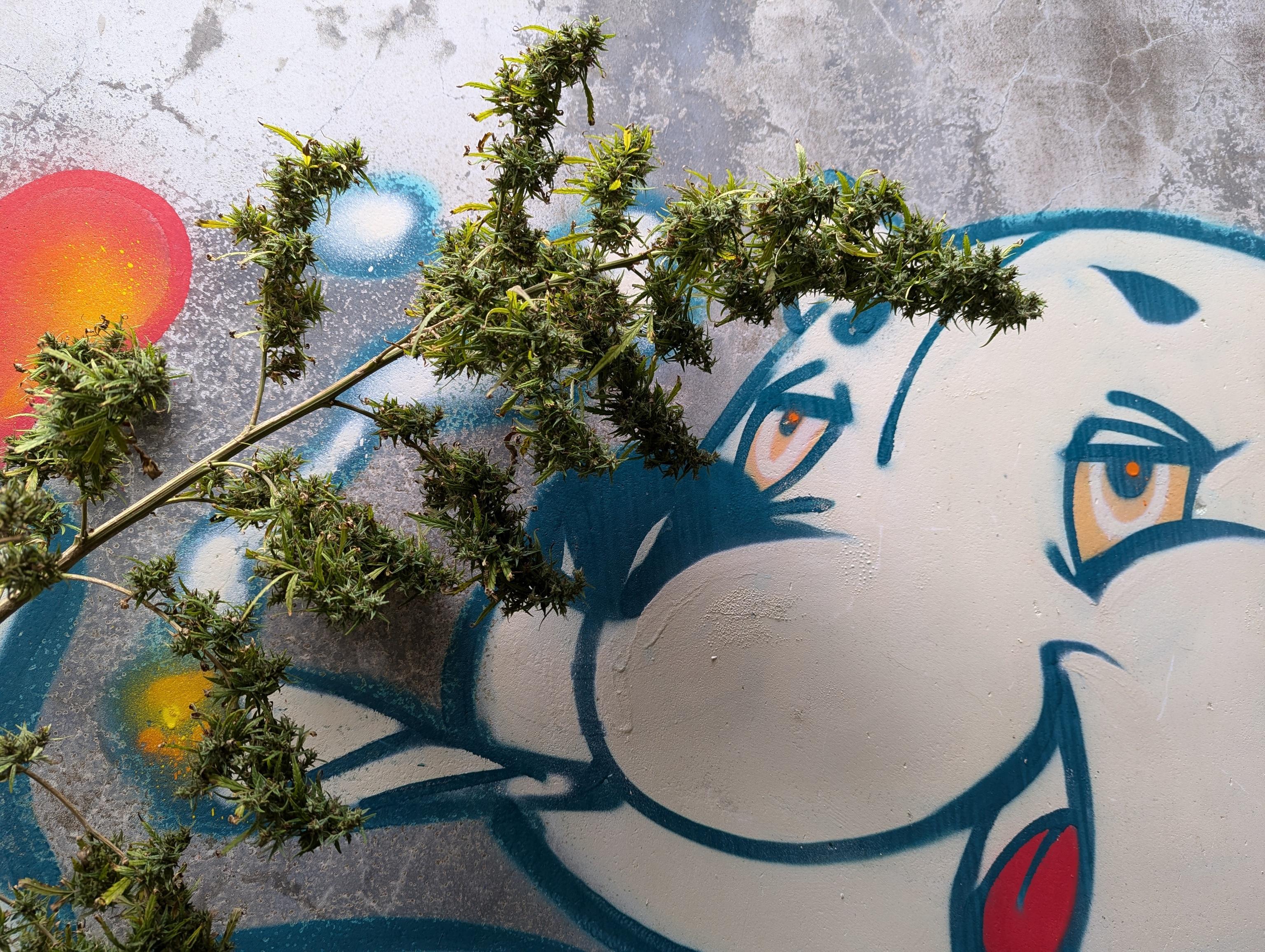 PXL_20241121_010504161.jpg PXL_20241121_010504161.jpg