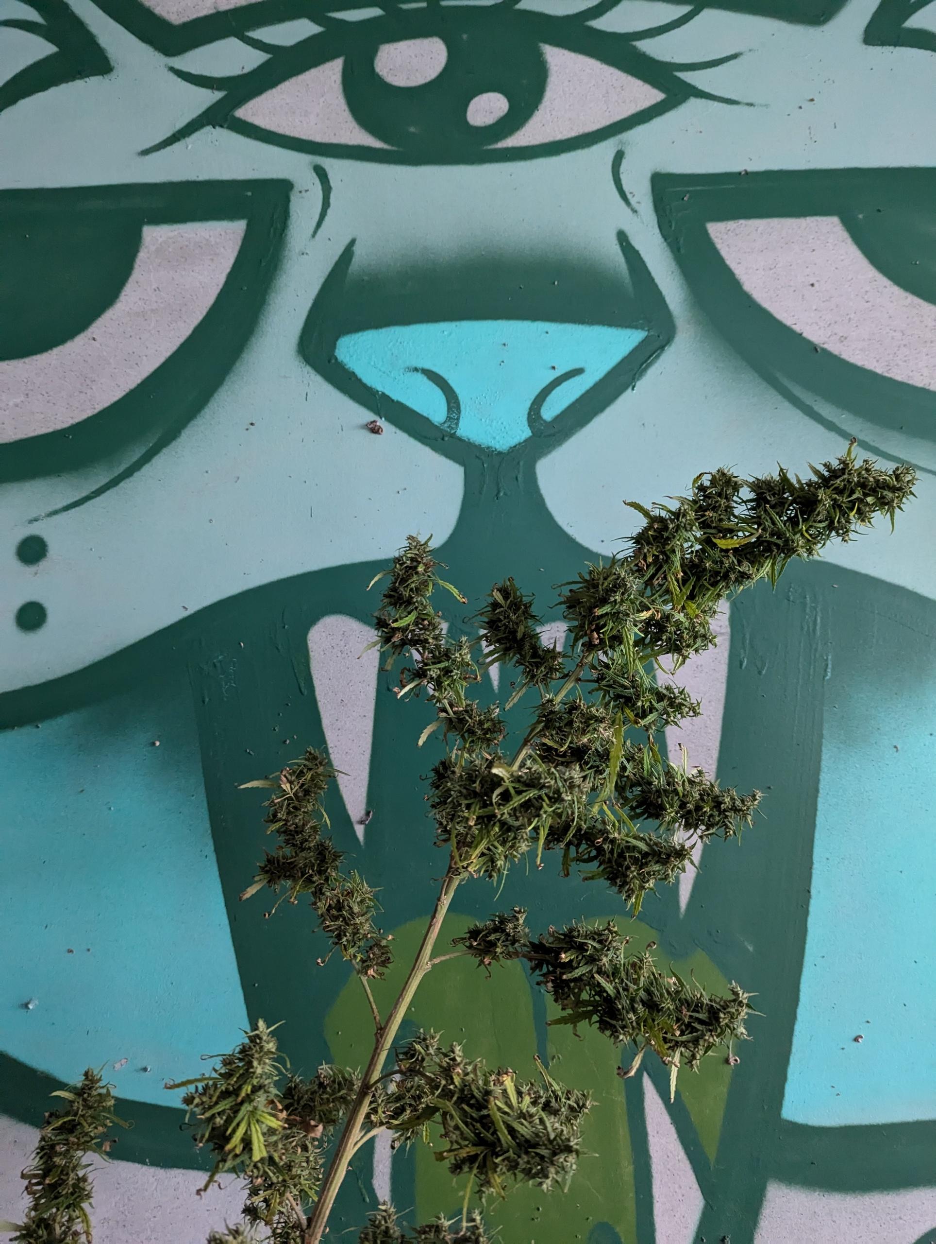 PXL_20241121_010533291.jpg PXL_20241121_010533291.jpg