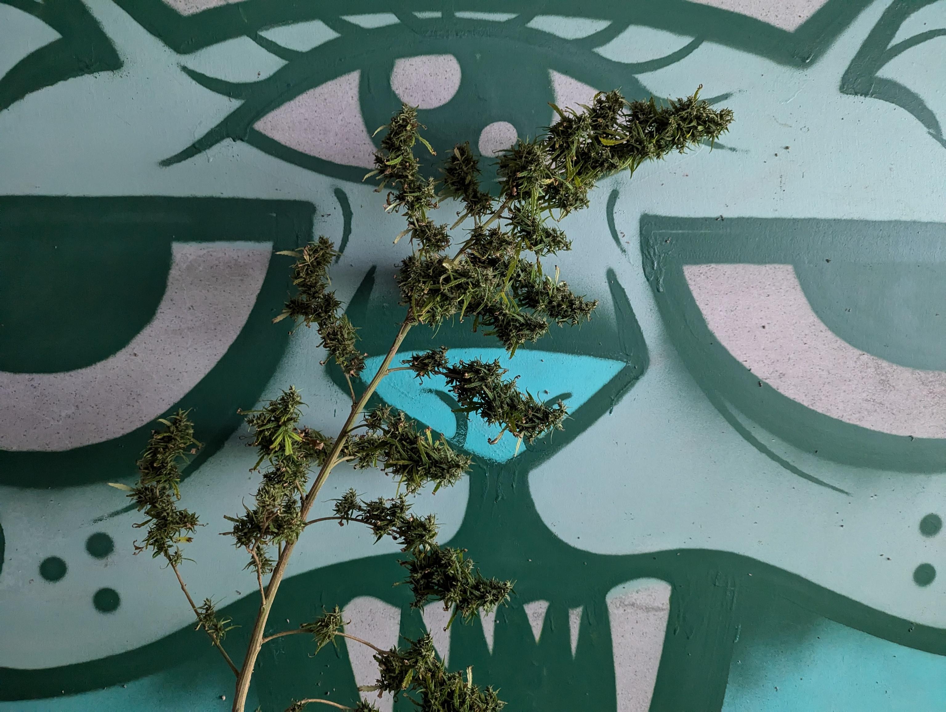 PXL_20241121_010546205.jpg PXL_20241121_010546205.jpg