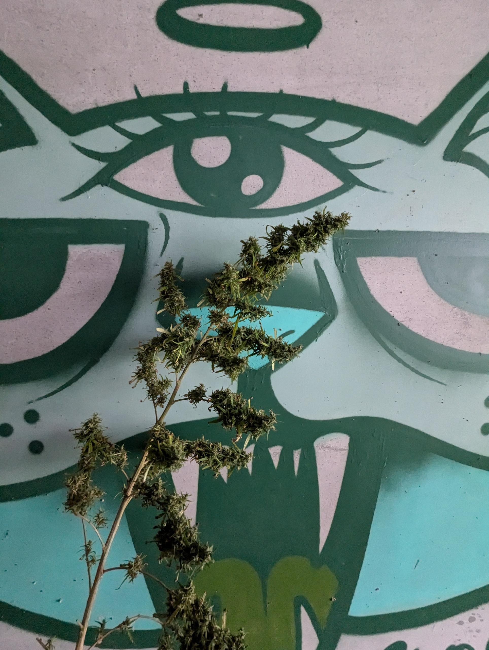 PXL_20241121_010635489.MP.jpg PXL_20241121_010635489.MP.jpg