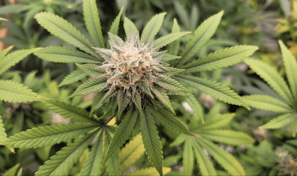 www.marijuanamoment.net