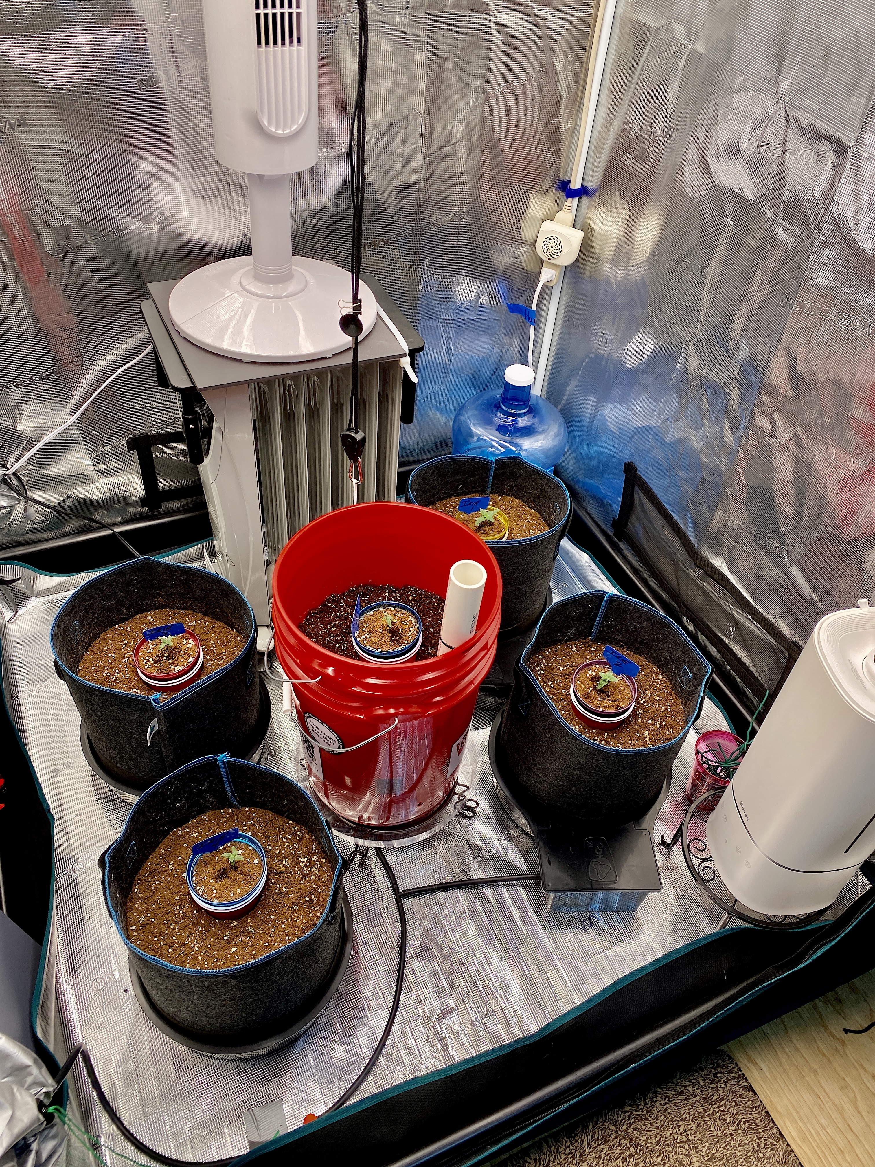 Tent with Red Bucket.JPG